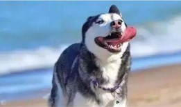 二哈视频爆料大全下载,笑料横生的萌宠瞬间回顾